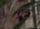 Sub-image 39
