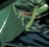 Sub-image 25