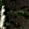 Sub-image 115