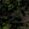 Sub-image 62